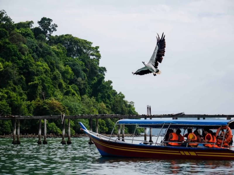 Brahminy kite swooping past tour boat — eagle feeding Langkawi