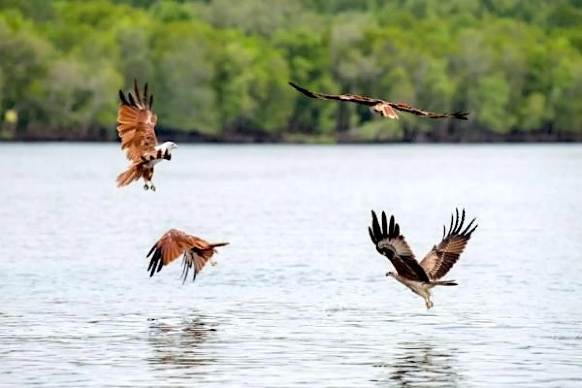 Avante Scenic Day Cruise — photo from the tour