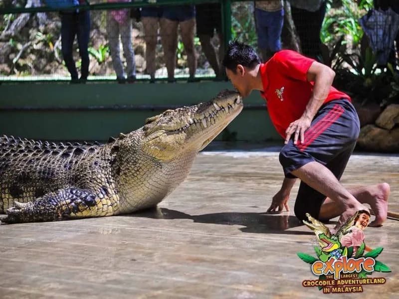 Crocodile Croc Encounter Combo — main photo