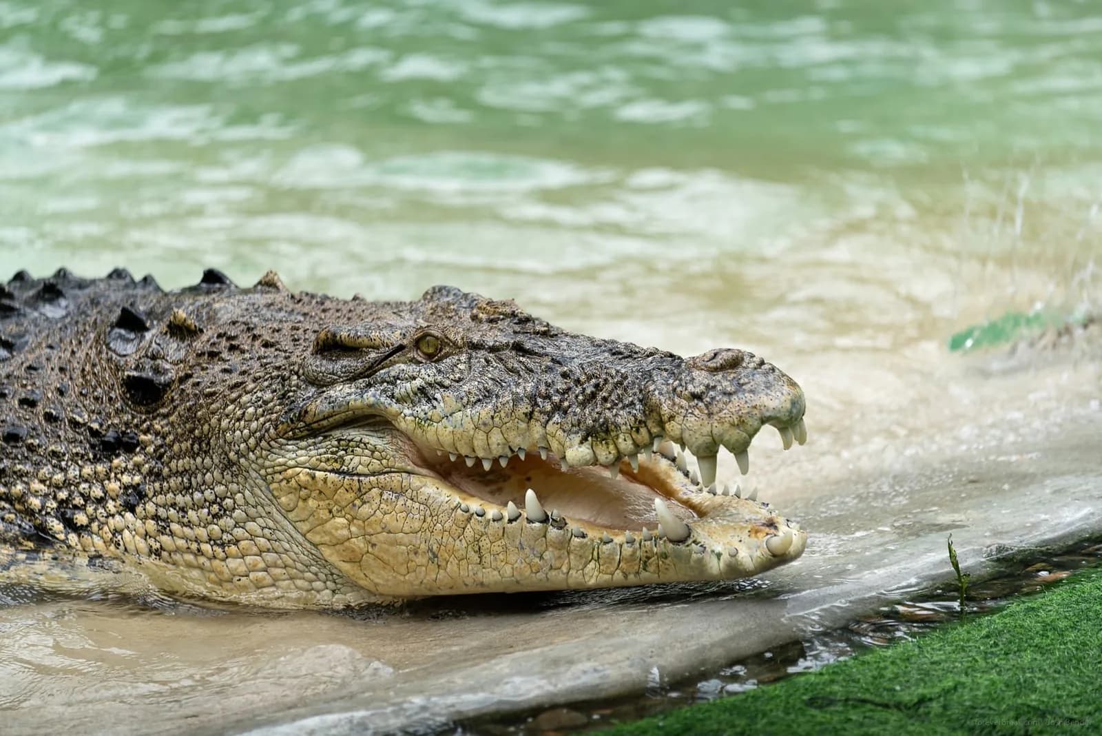 Crocodile Croc Encounter Combo photo 3