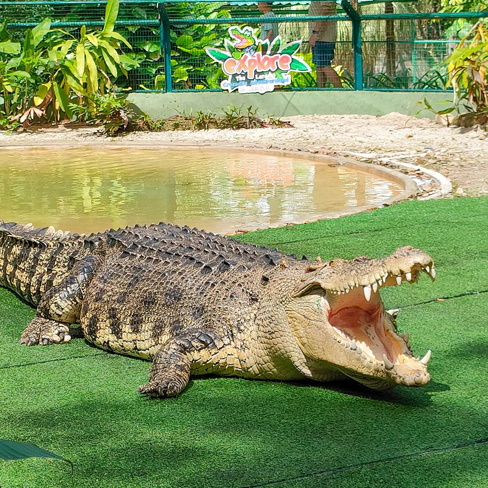 Crocodile Adventure Combo — photo from the tour