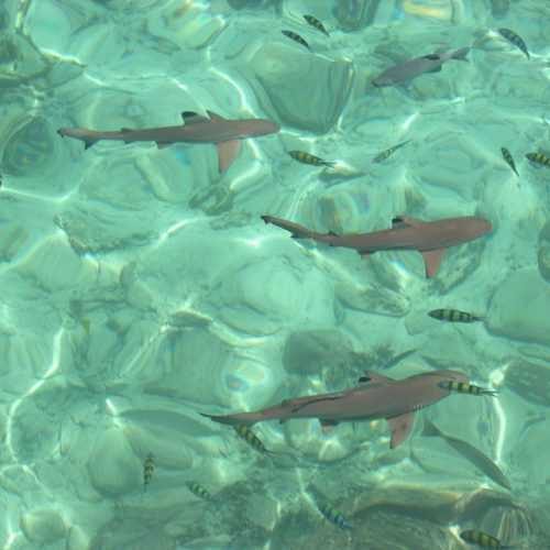 Baby blacktip reef sharks swimming in the shallows at Pulau Payar Marine Park