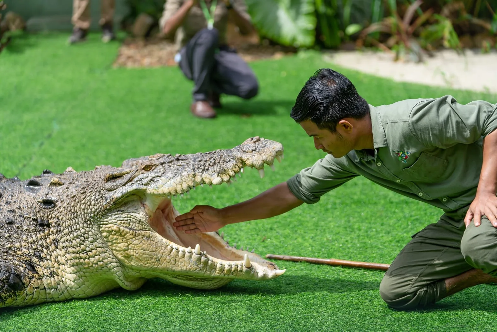 Crocodile Adventure Combo