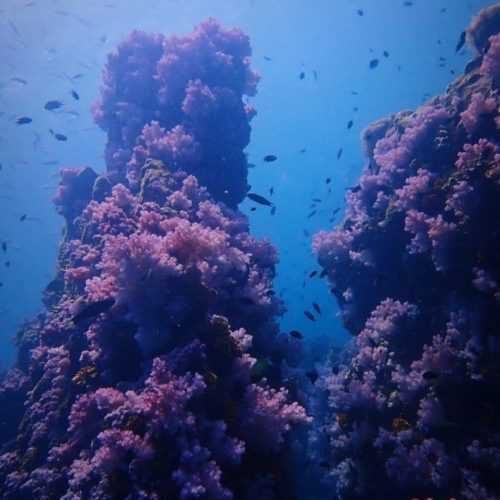 Pulau Payar Fun Dive 6hr photo 3